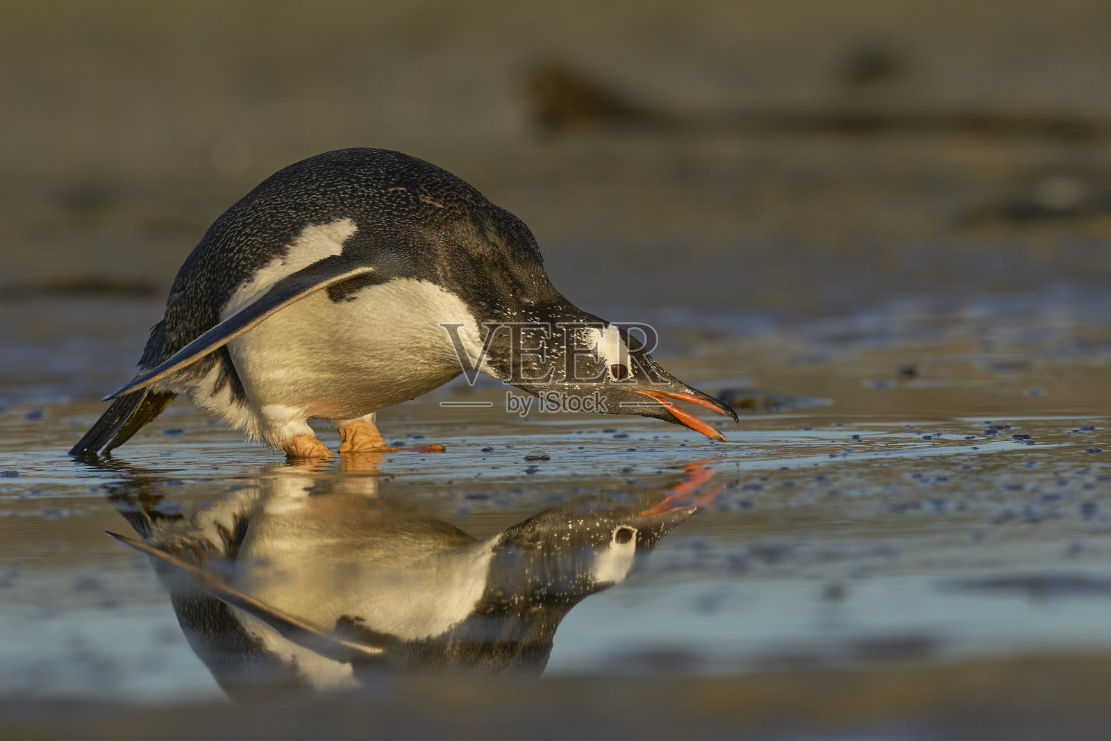 巴布亚企鹅饮酒照片摄影图片