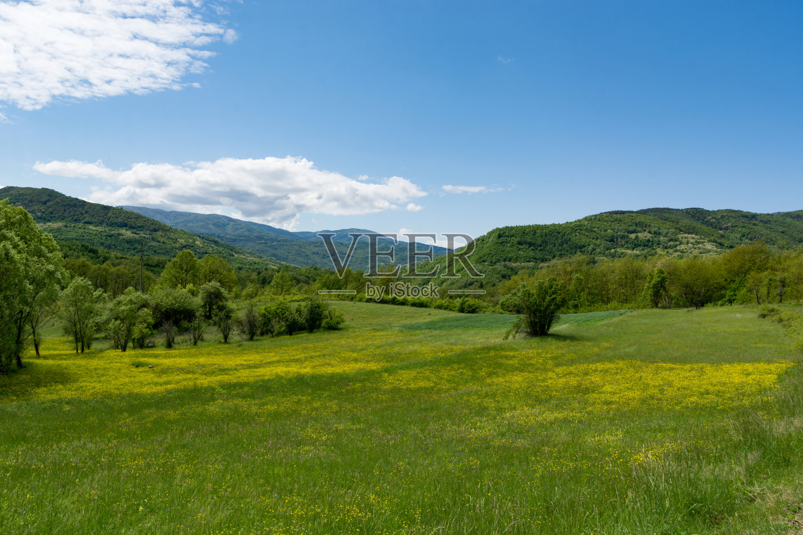 春天草地与黄花和风景的背景照片摄影图片