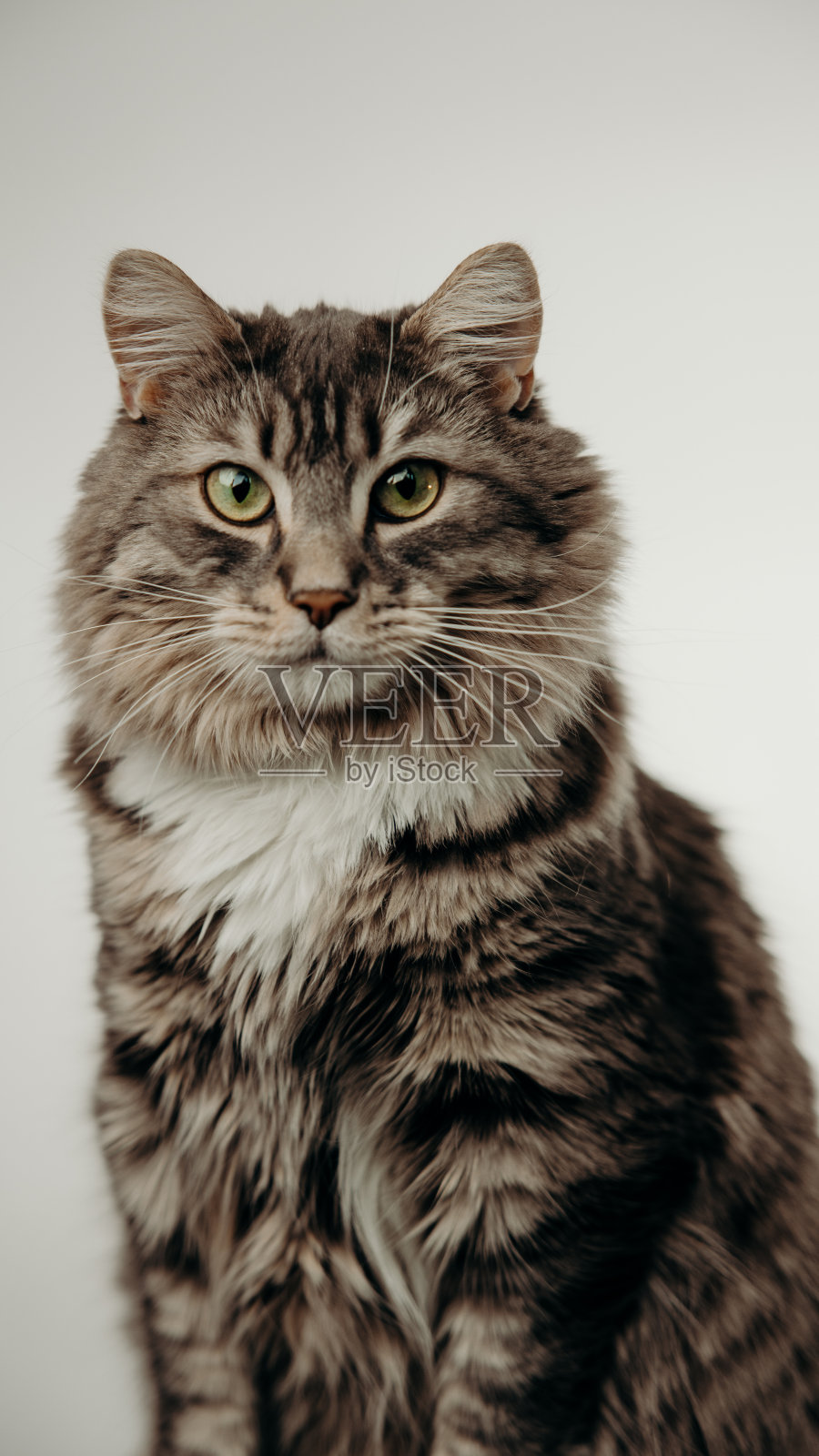 戴着项圈的猫坐在白色的背景下照片摄影图片