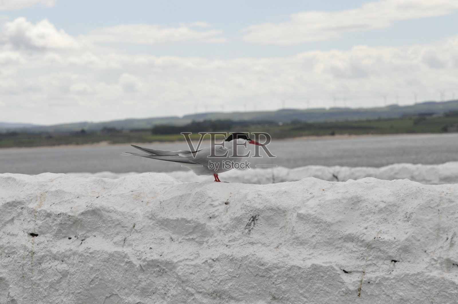 北极燕鸥照片摄影图片