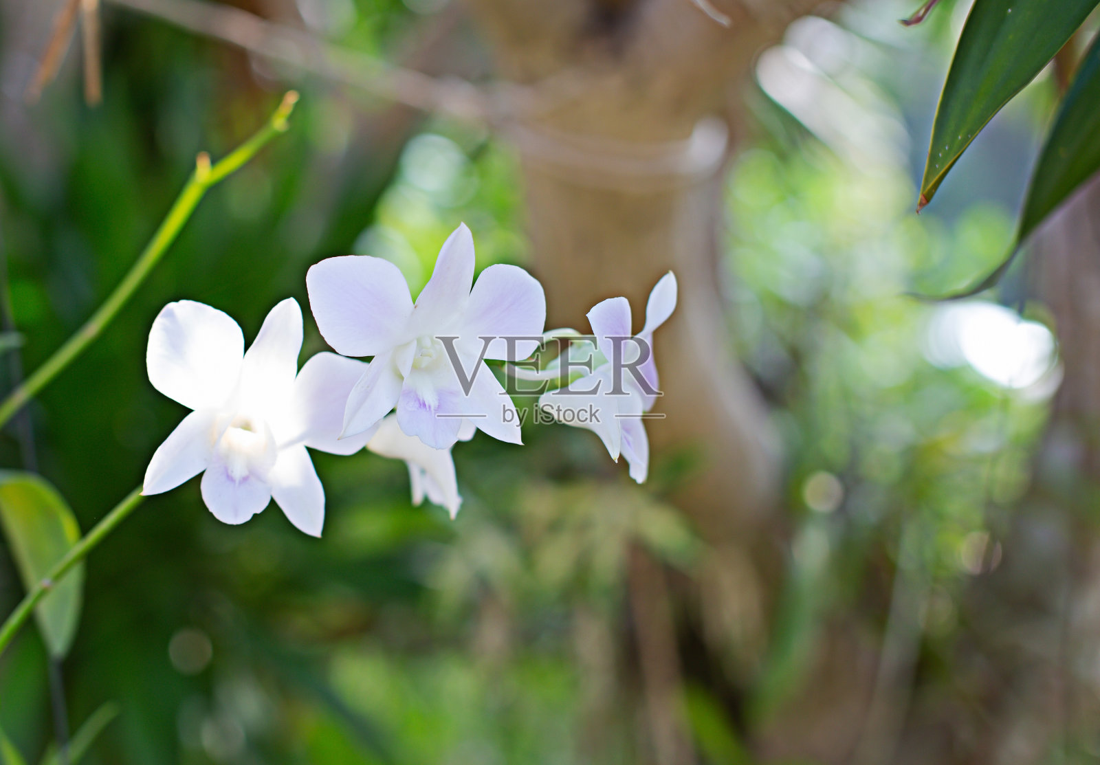 白色的兰花花模糊了绿色的背景照片摄影图片