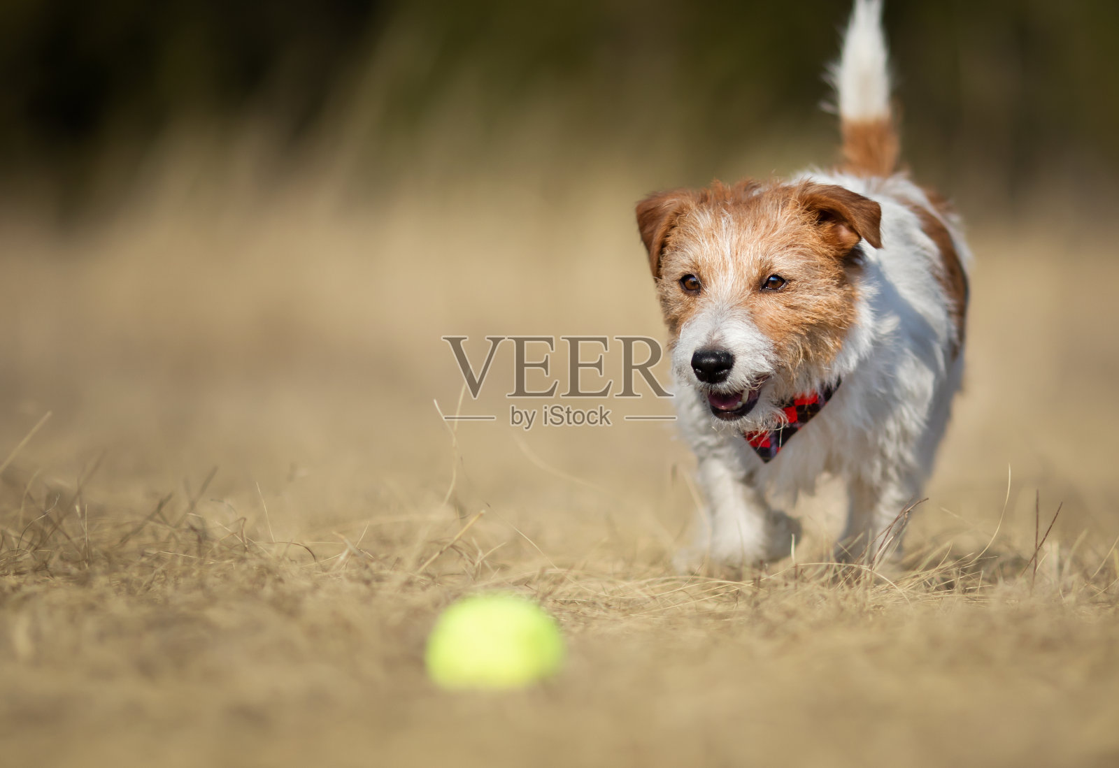 顽皮快乐的狗在草地上走到她的玩具球照片摄影图片