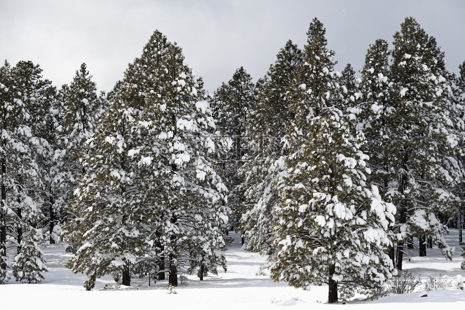 亚利桑那州弗拉格斯塔夫的高海拔地区，积雪覆盖的松树。照片摄影图片