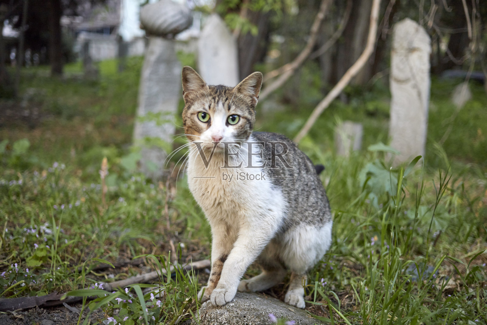 伊斯坦布尔。乌斯库达尔地区墓地里的坟墓照片摄影图片