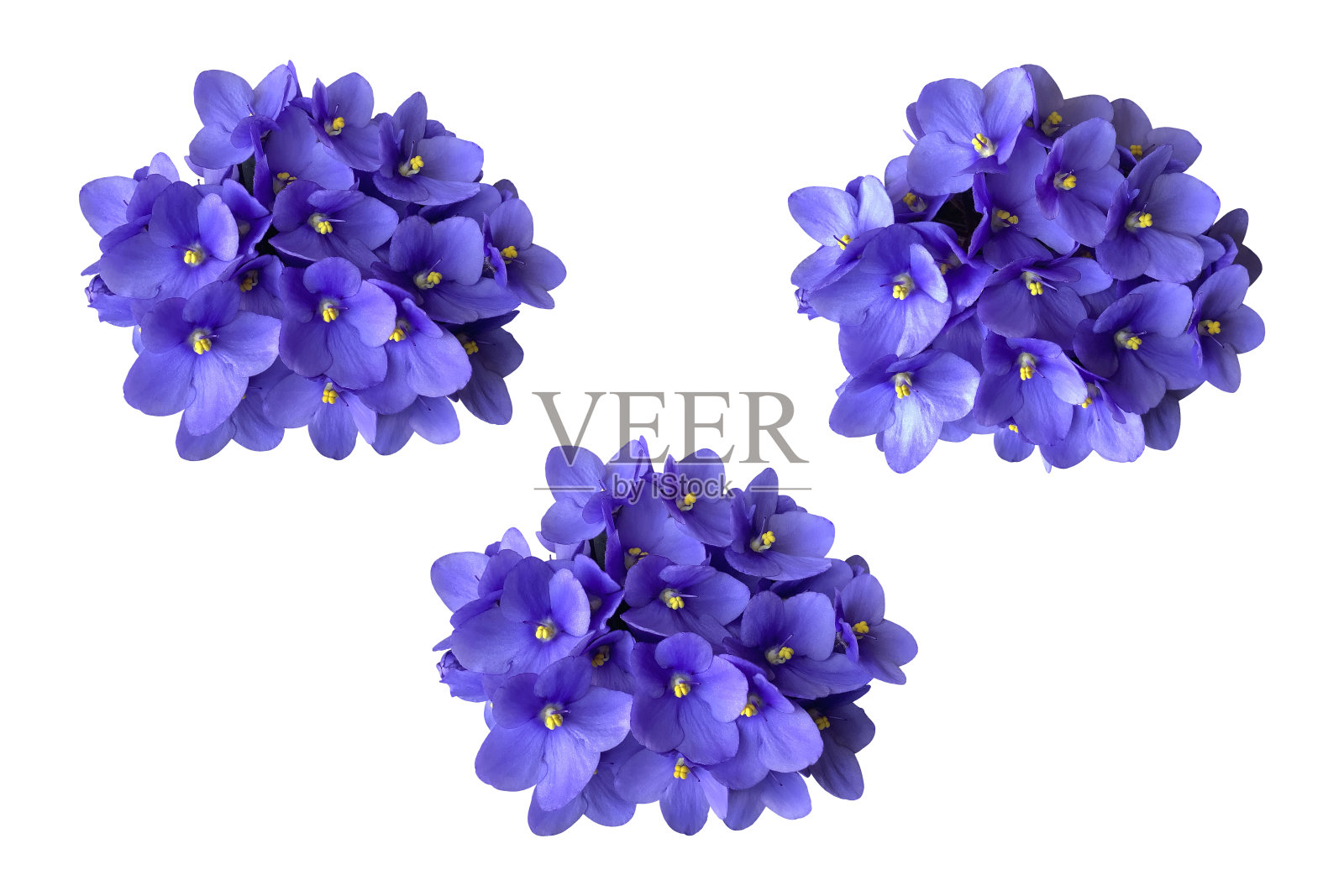 紫罗兰紫罗兰花集，家居植物隔离对象，裁剪路径选择性聚焦，装饰元素为设计，家居装饰理念照片摄影图片