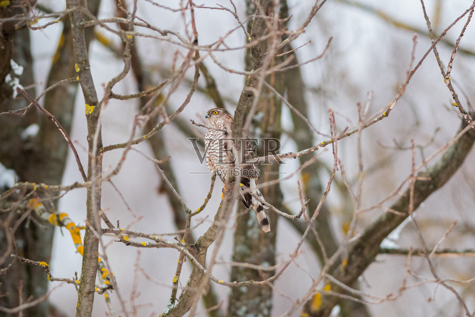 欧亚雀鹰(学名:Accipiter nisus)照片摄影图片