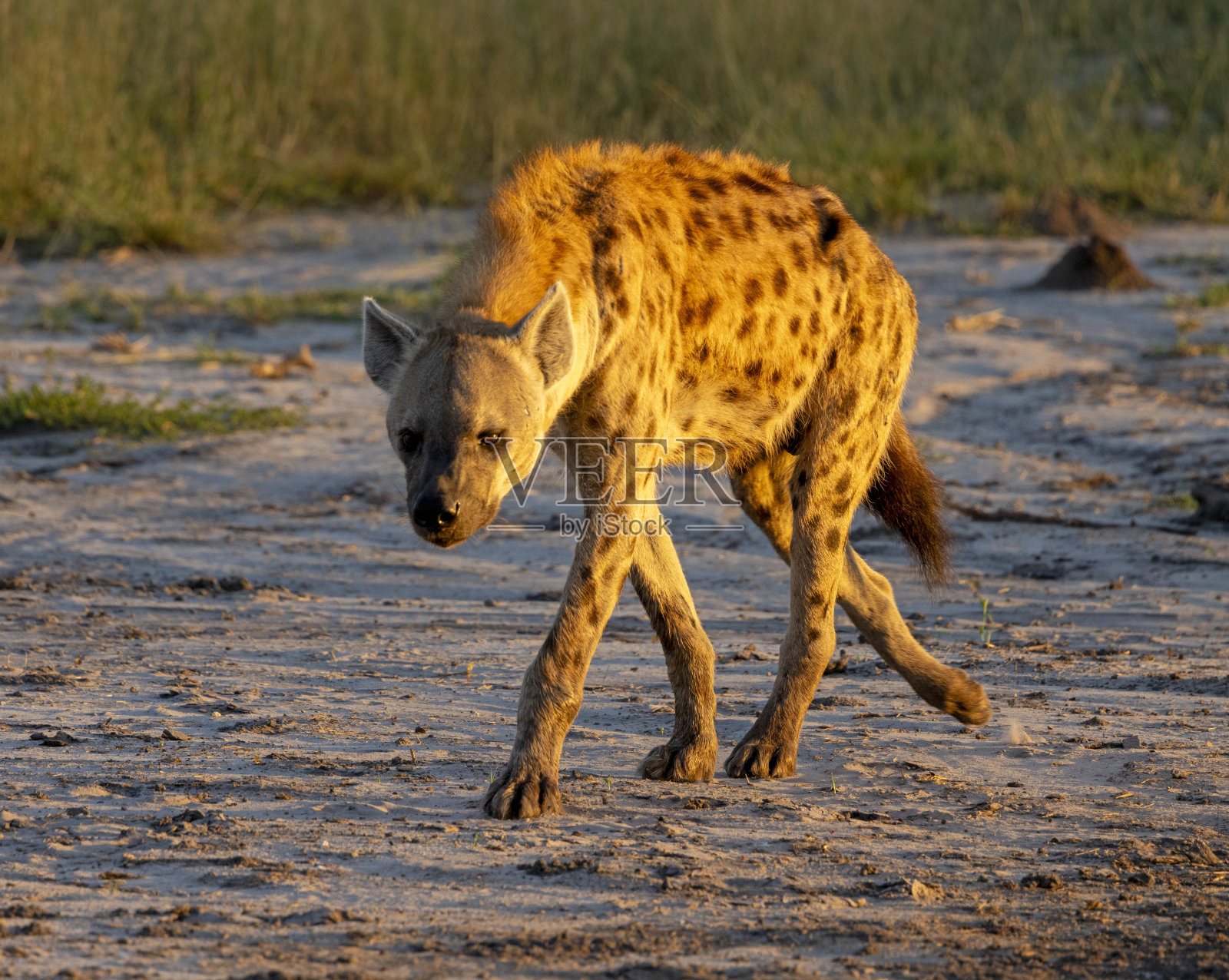 卑鄙的鬣狗照片摄影图片