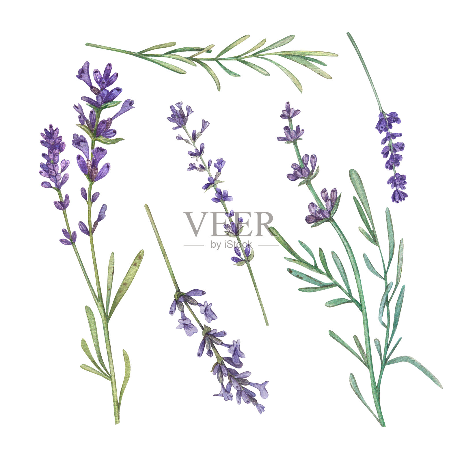 设置薰衣草枝与紫色的花在一个白色的背景。水彩插图的花，草药。法国风格。收集普罗旺斯花束。适合设计，请柬，婚礼，节日。插画图片素材
