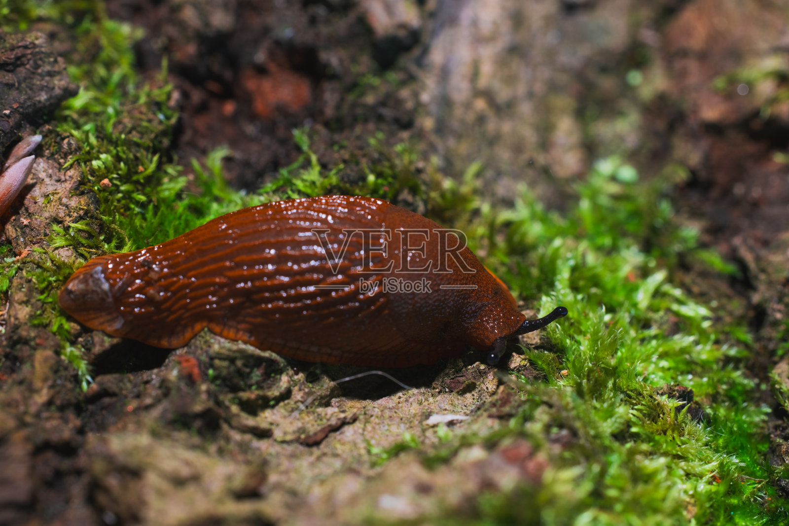 蜗牛微距摄影软焦自然户外近景倾斜移位效果环境空间风景照片摄影图片