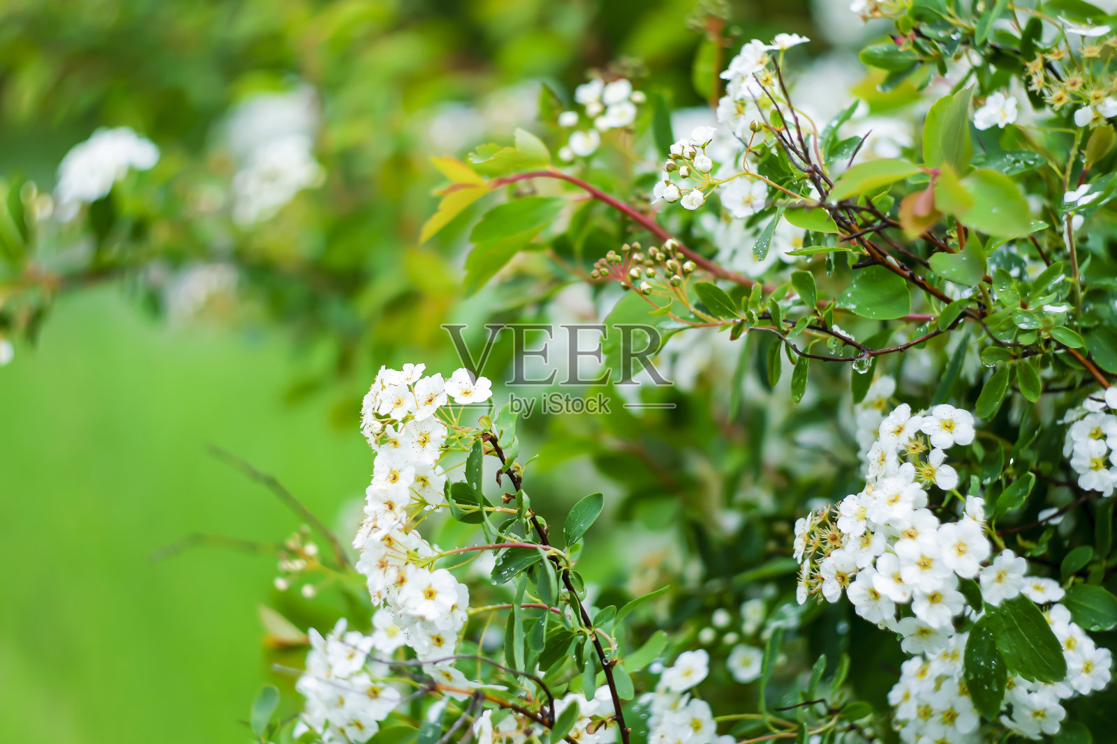 茉莉花布什。照片摄影图片