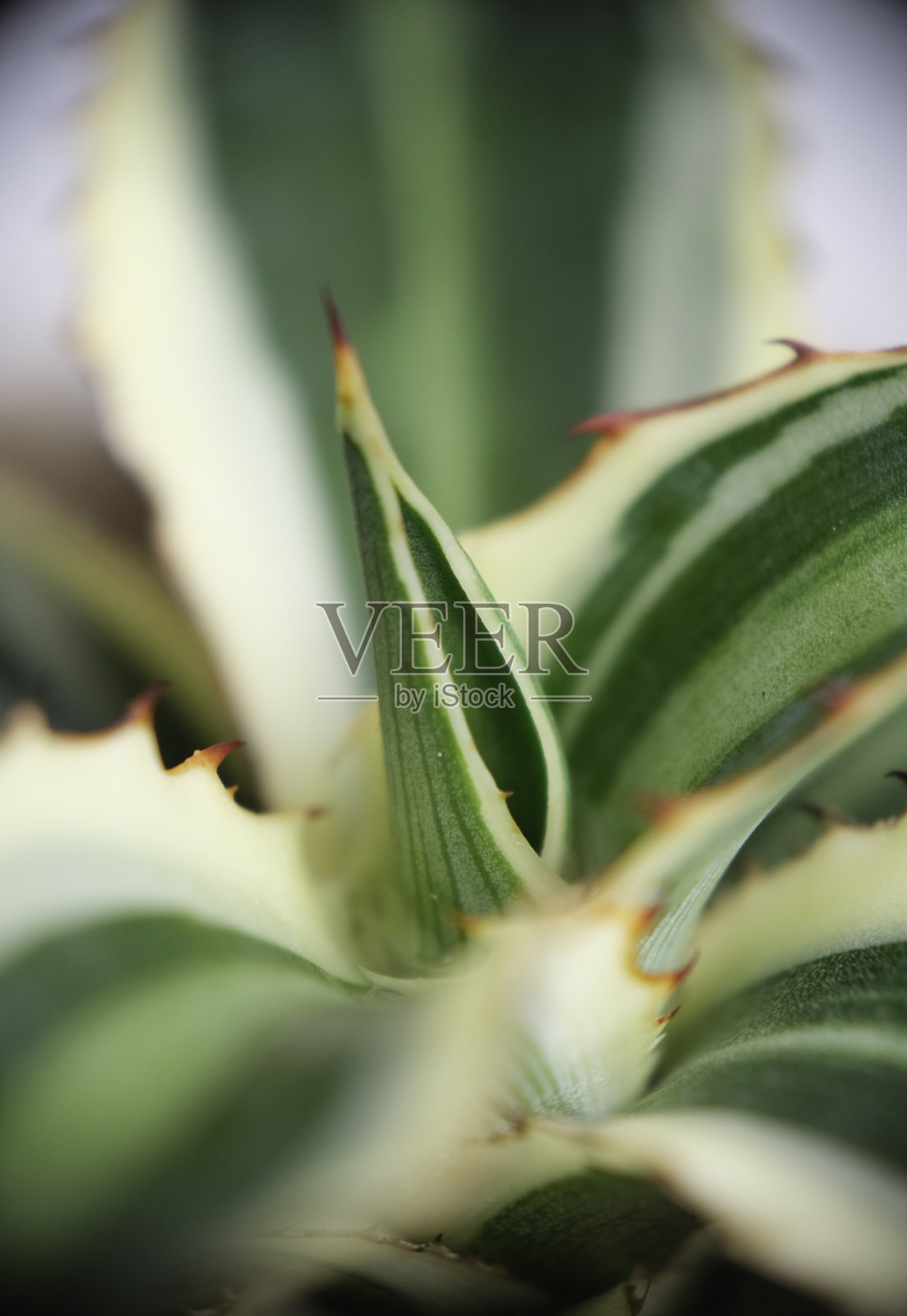 四色龙舌兰的选择性聚焦。照片摄影图片