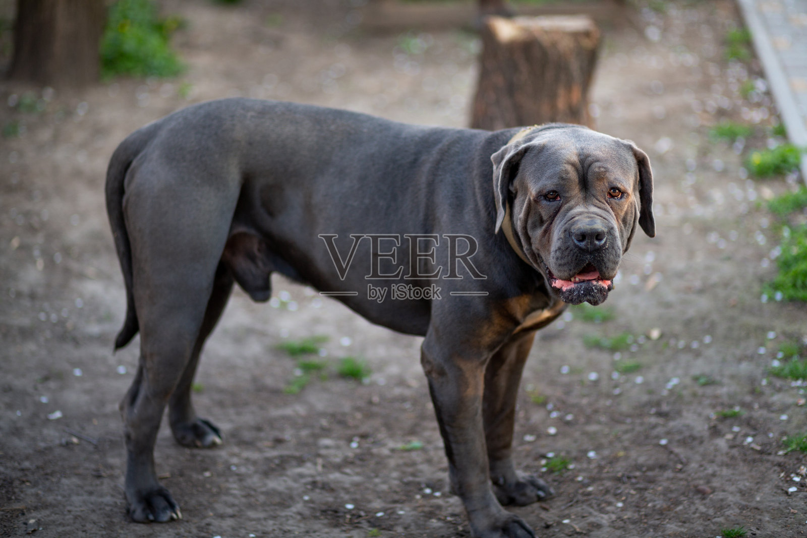 一个高大有力的灰色男性凯恩·科索站在院子里，背景是一个甲板，手里拿着一把斧头照片摄影图片