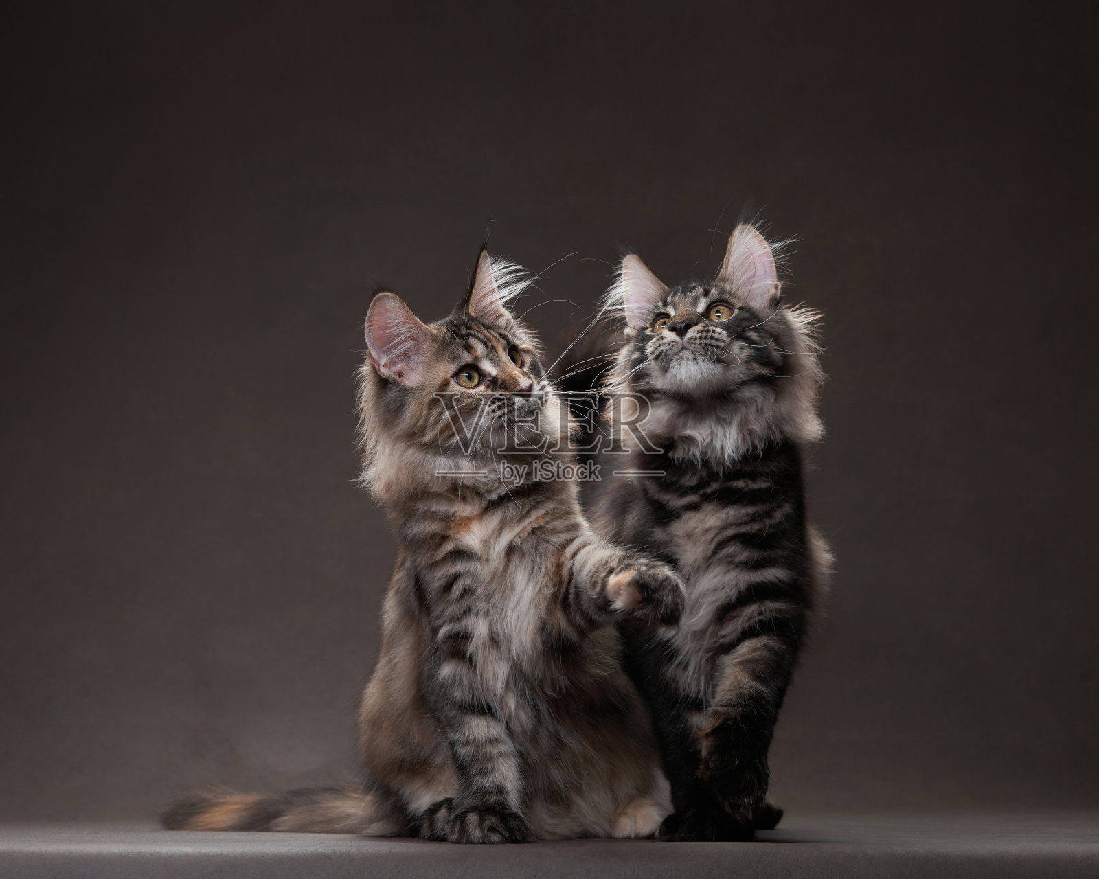 两只缅因猫小猫表现出顽皮的好奇心，其中一只用后腿站立照片摄影图片