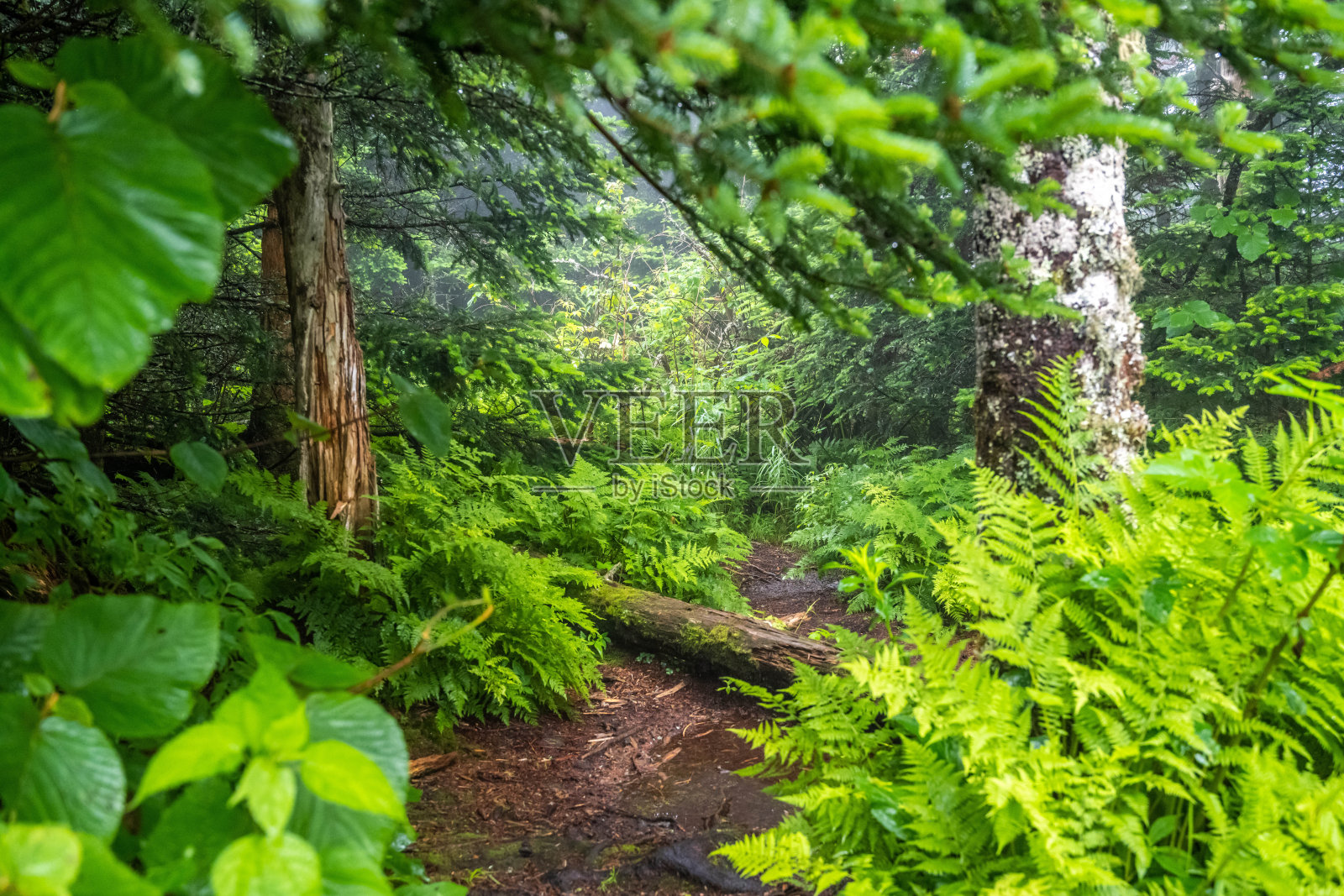 俯瞰田纳西州大烟雾山的自然景观照片摄影图片