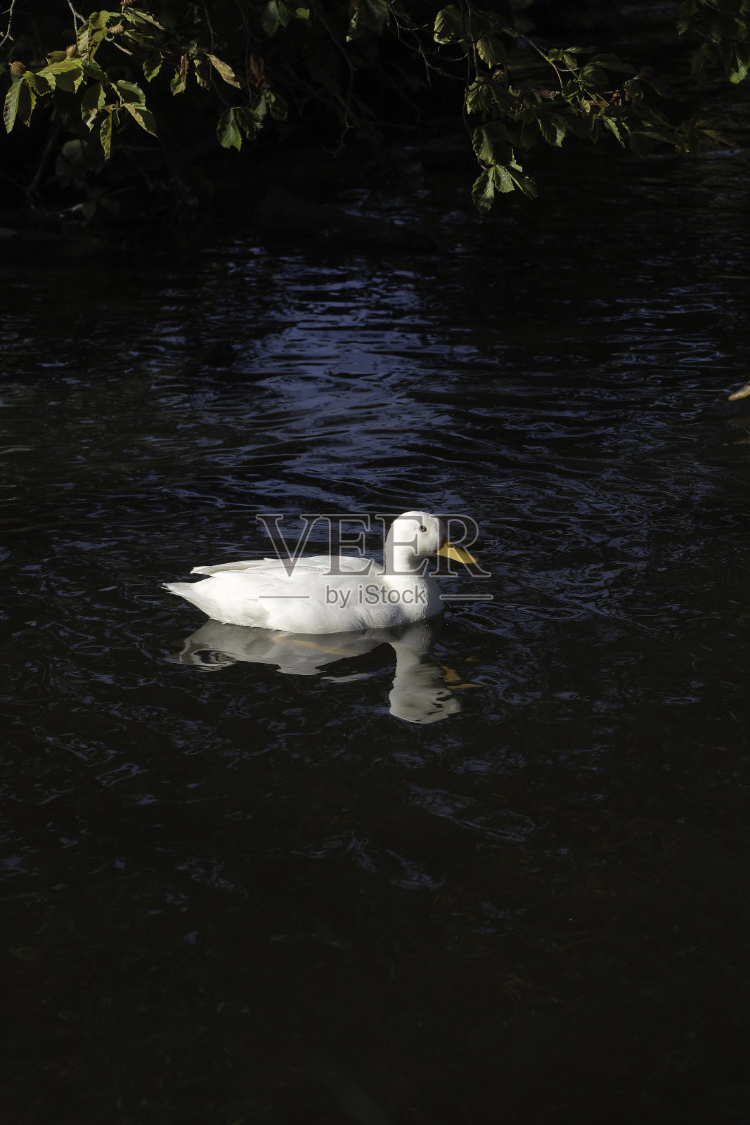 英国发现野生白鸭(北京，艾尔斯伯里，可能是杂交鸭)照片摄影图片