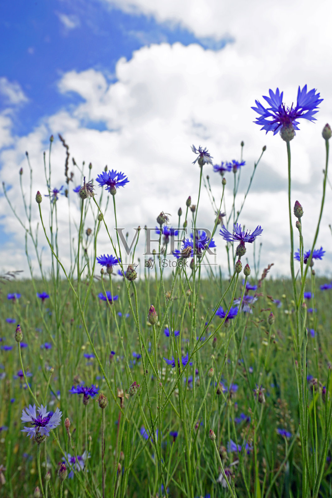 矢车菊花蓝花瓣白云麦田。6月。夏天。照片摄影图片