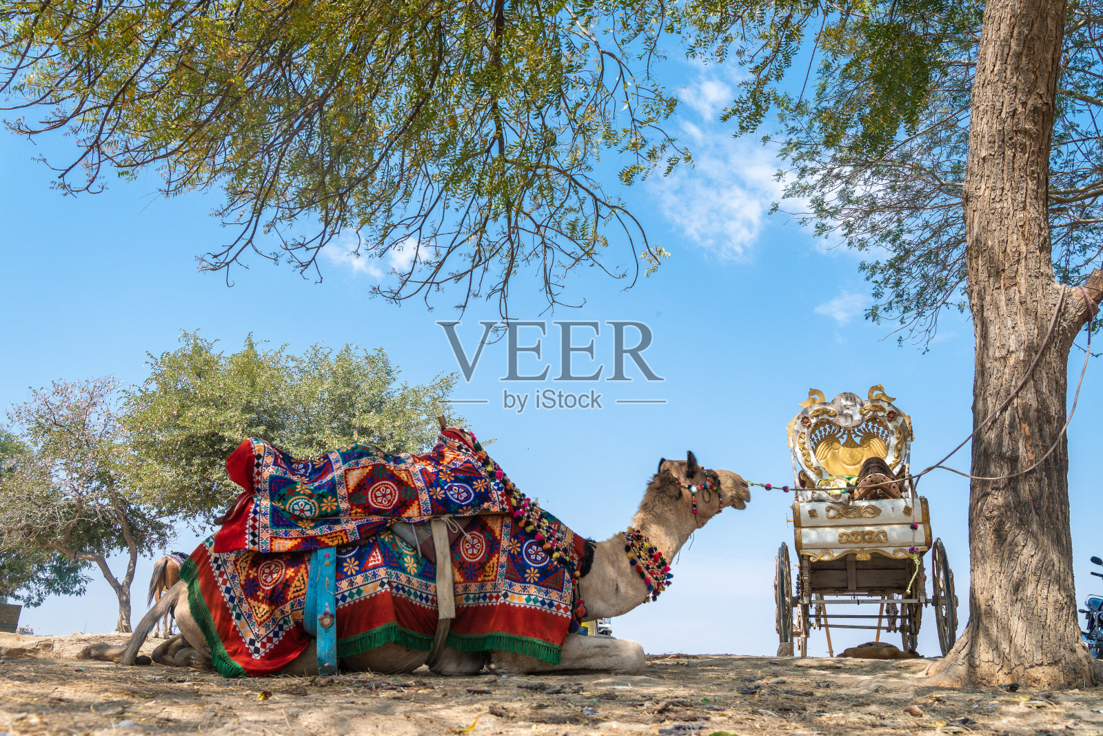骆驼在树下，靠石墙，在大自然与植物照片摄影图片