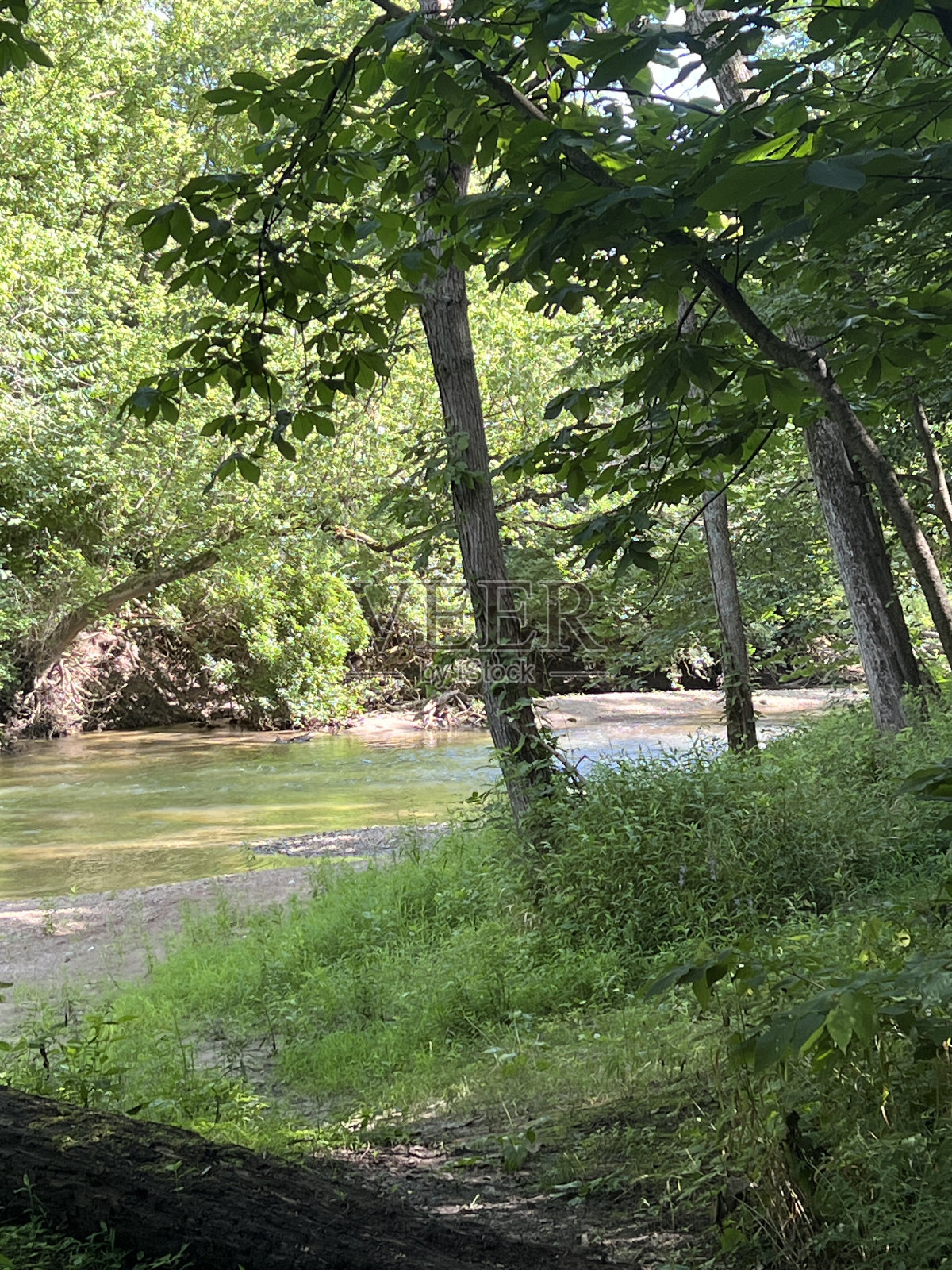阳光明媚的日子里，森林里的小河。照片摄影图片