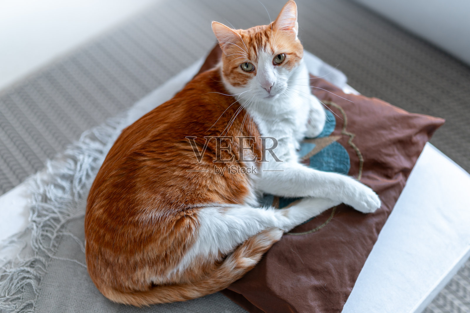 棕色和白色的猫，黄色的眼睛躺在枕头上照片摄影图片