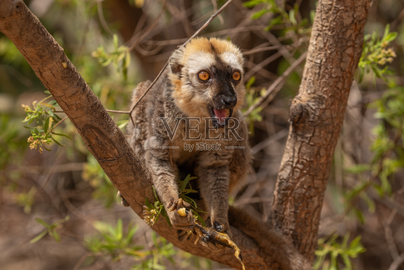 有橙色眼睛的普通棕色狐猴。照片摄影图片