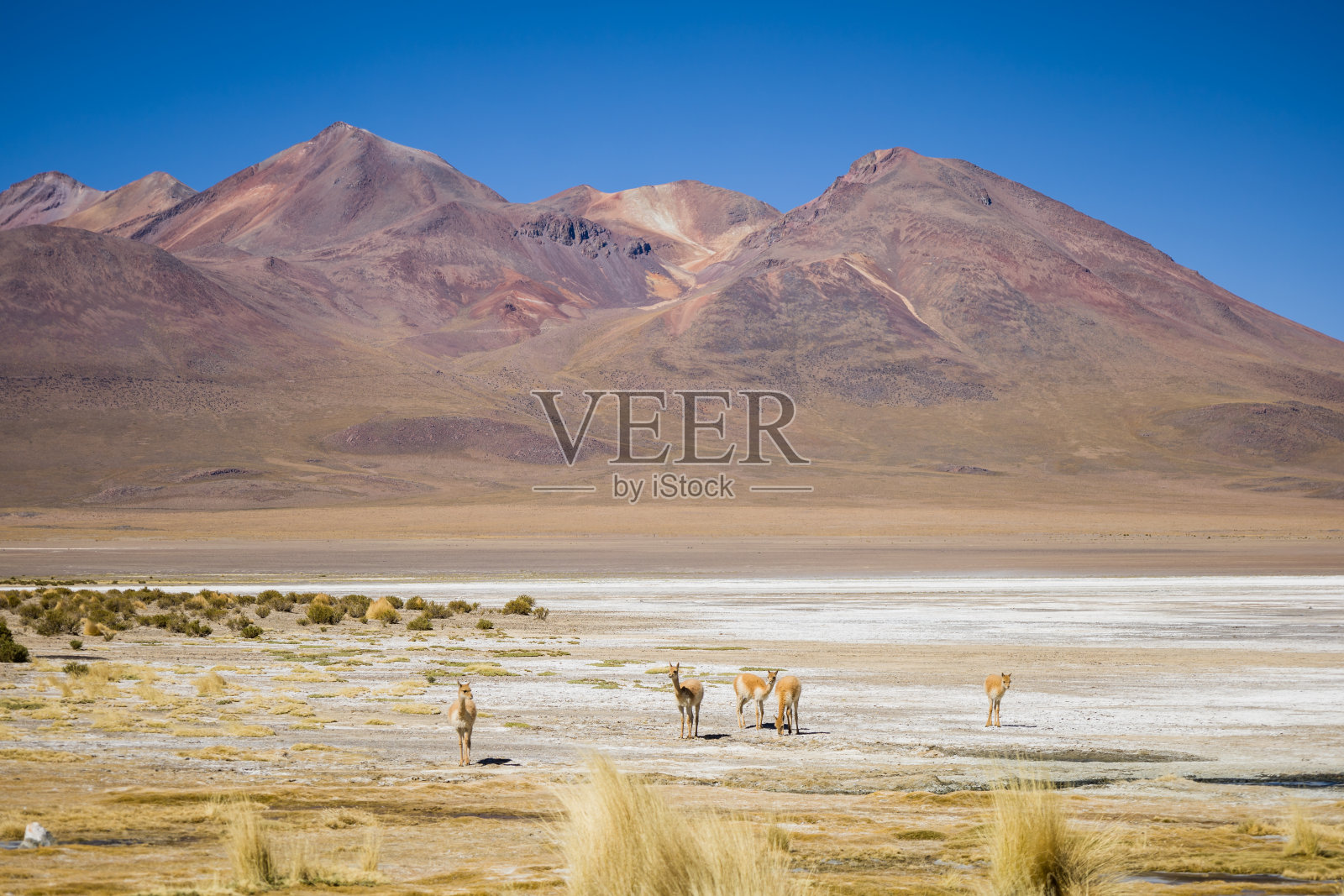 玻利维亚安第斯山脉沙漠景观中的vicuñas群照片摄影图片