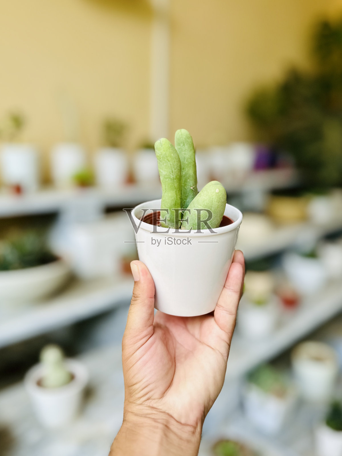 白壶中的桥毛蜡怪阴茎仙人掌照片摄影图片