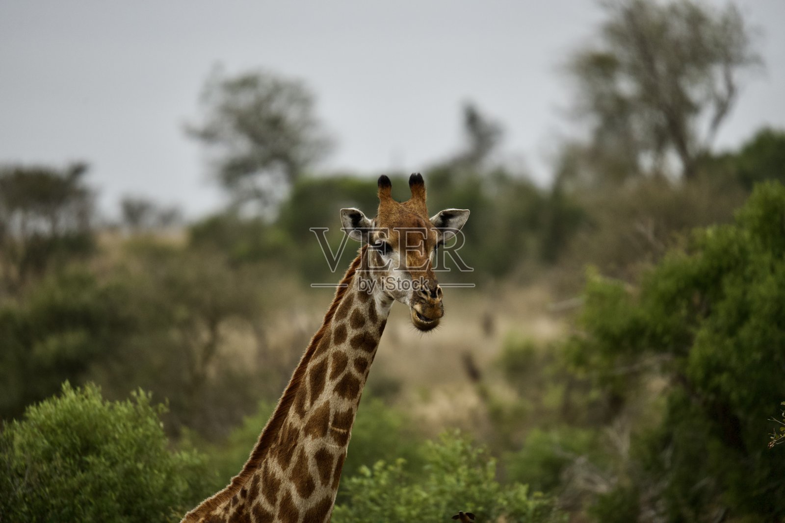 雄伟的步伐:长颈鹿漫步在克鲁格国家公园的大草原上照片摄影图片