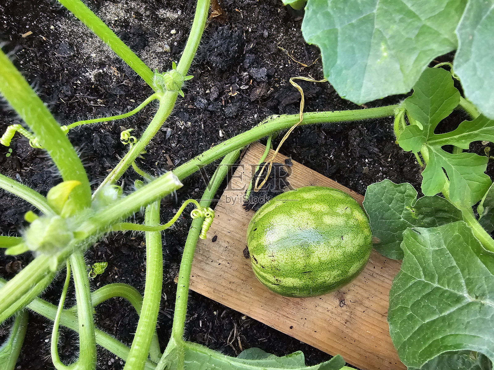 西瓜。照片摄影图片