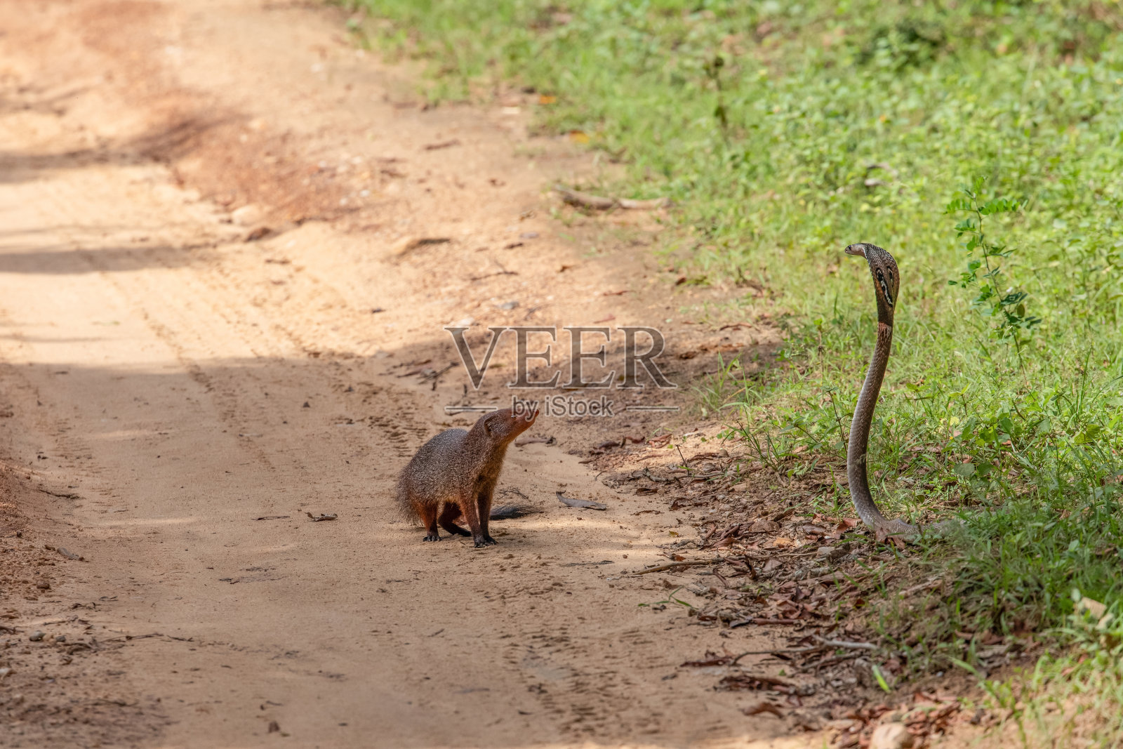 猫鼬在野外与一条好斗的眼镜蛇搏斗照片摄影图片