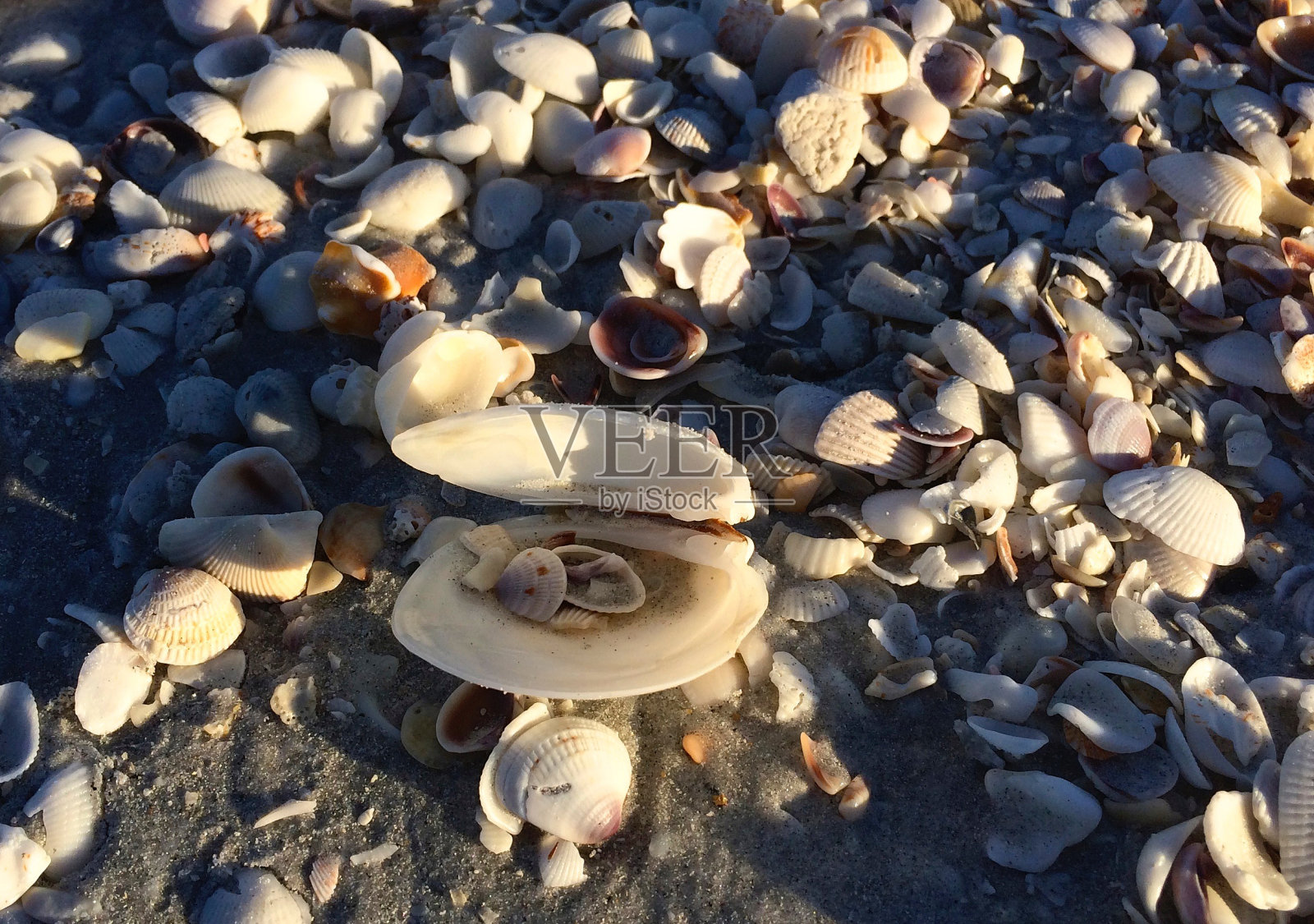 独特的贝壳照片摄影图片