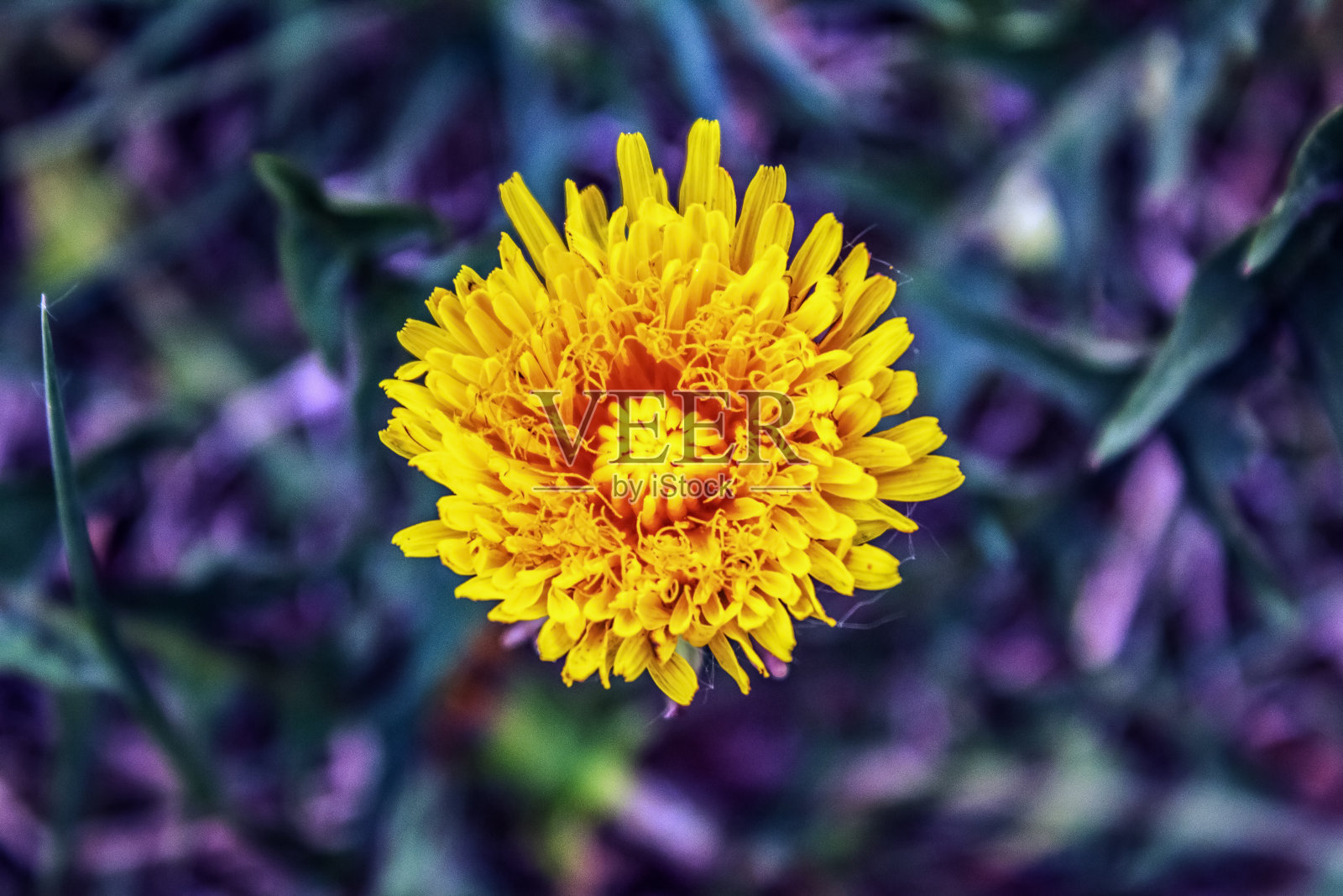 宏观森林-欧洲，罗马尼亚，木薯地区照片摄影图片