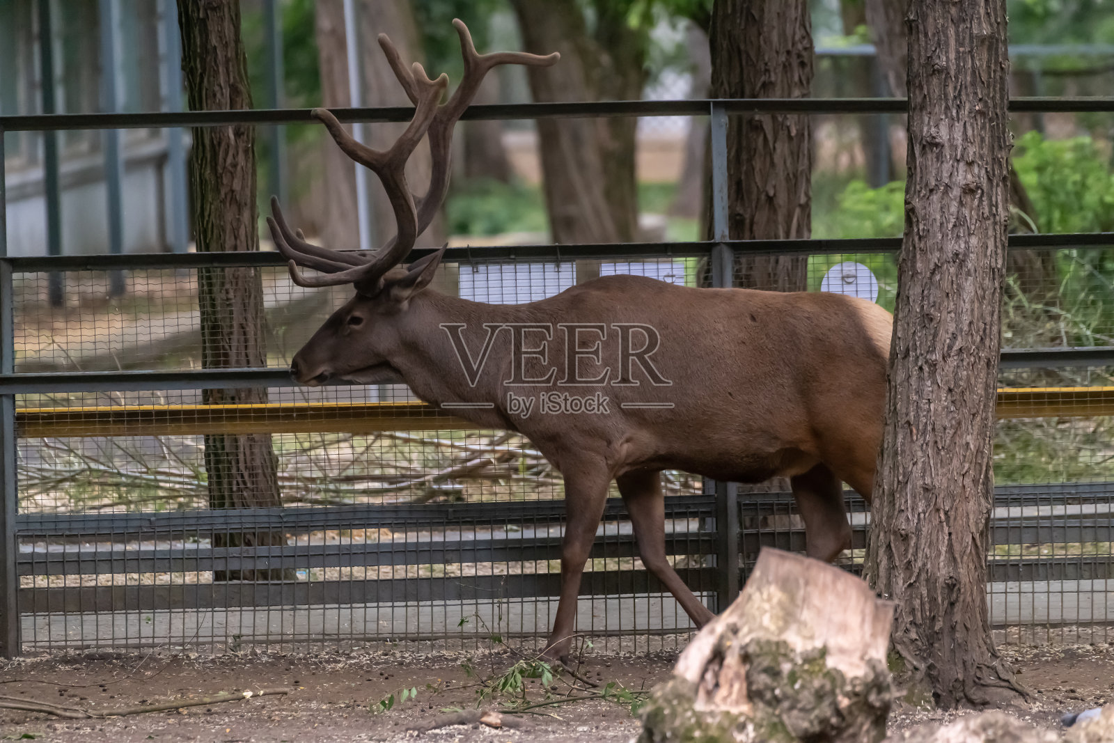 篱笆旁的成年马鹿照片摄影图片