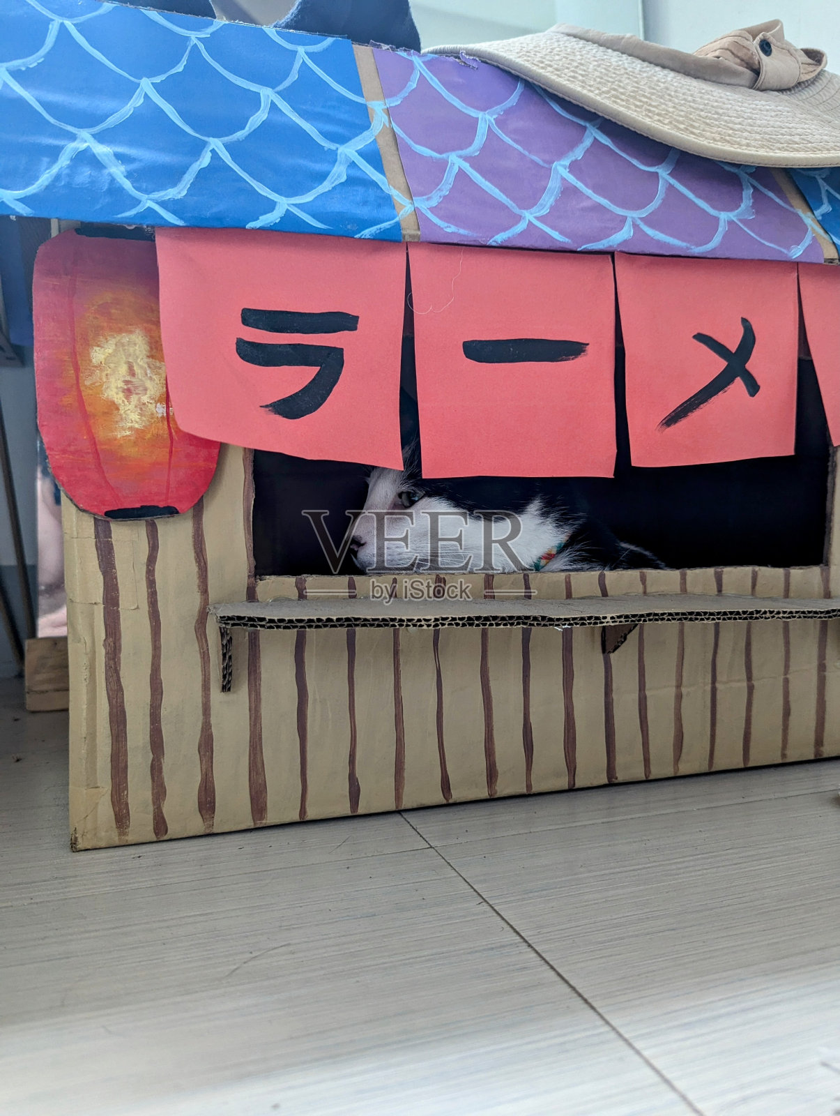 硬纸板拉面店的猫照片摄影图片