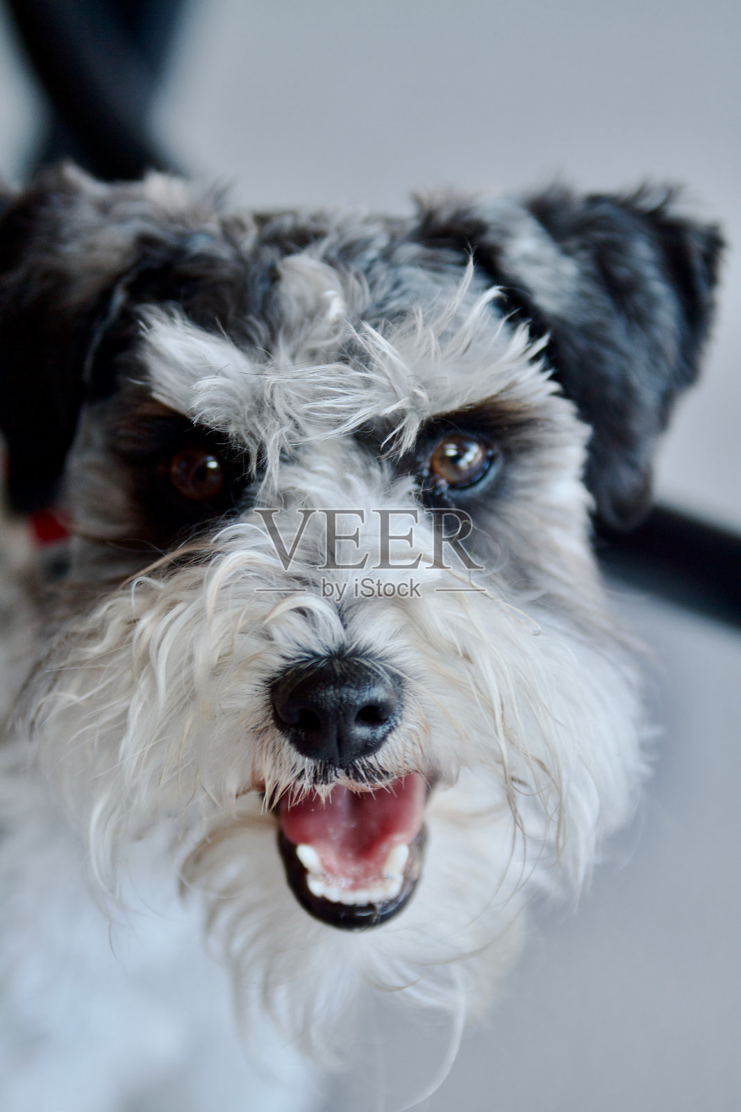 雪纳瑞狗狗照片摄影图片