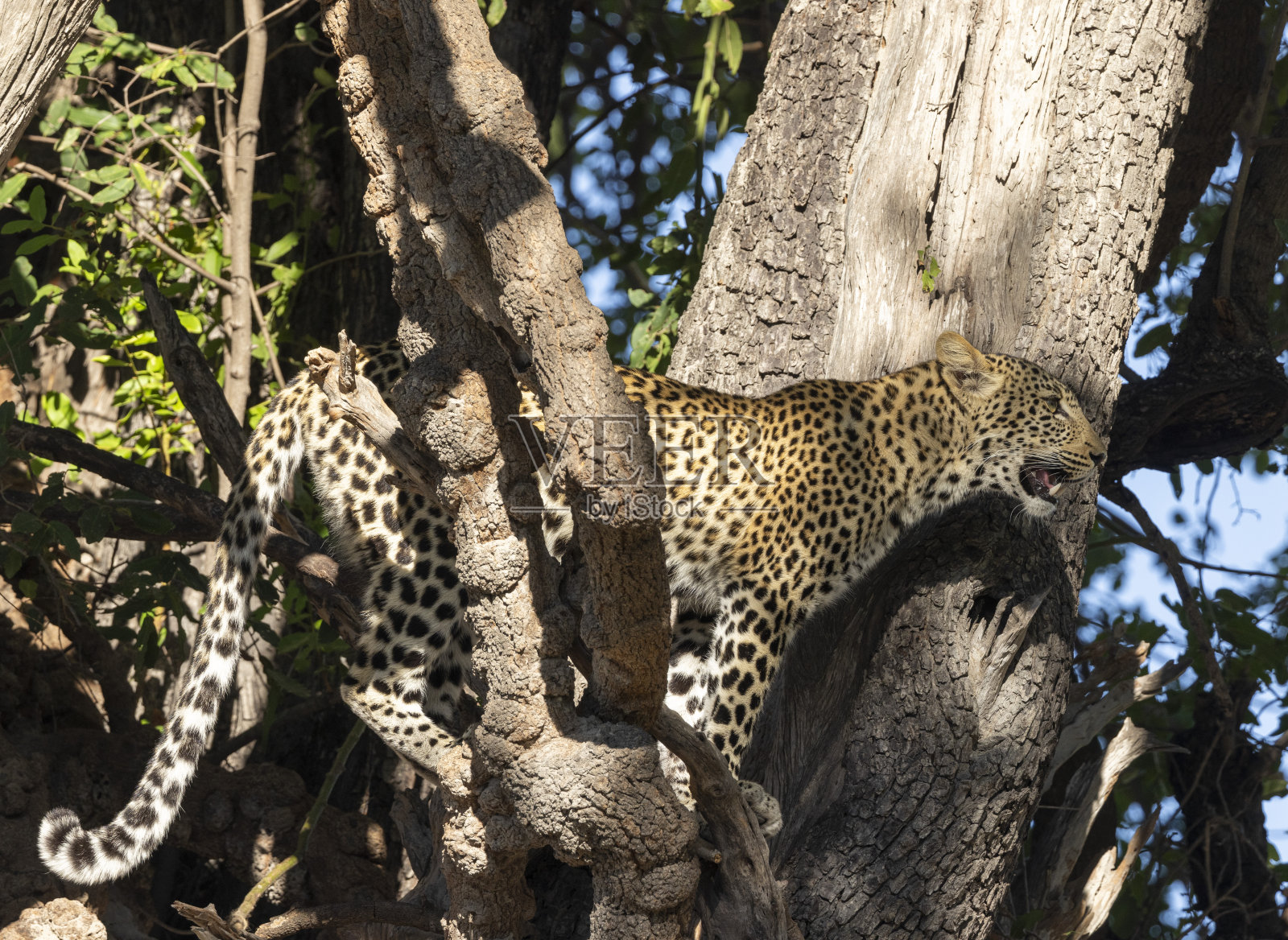 树上的豹照片摄影图片