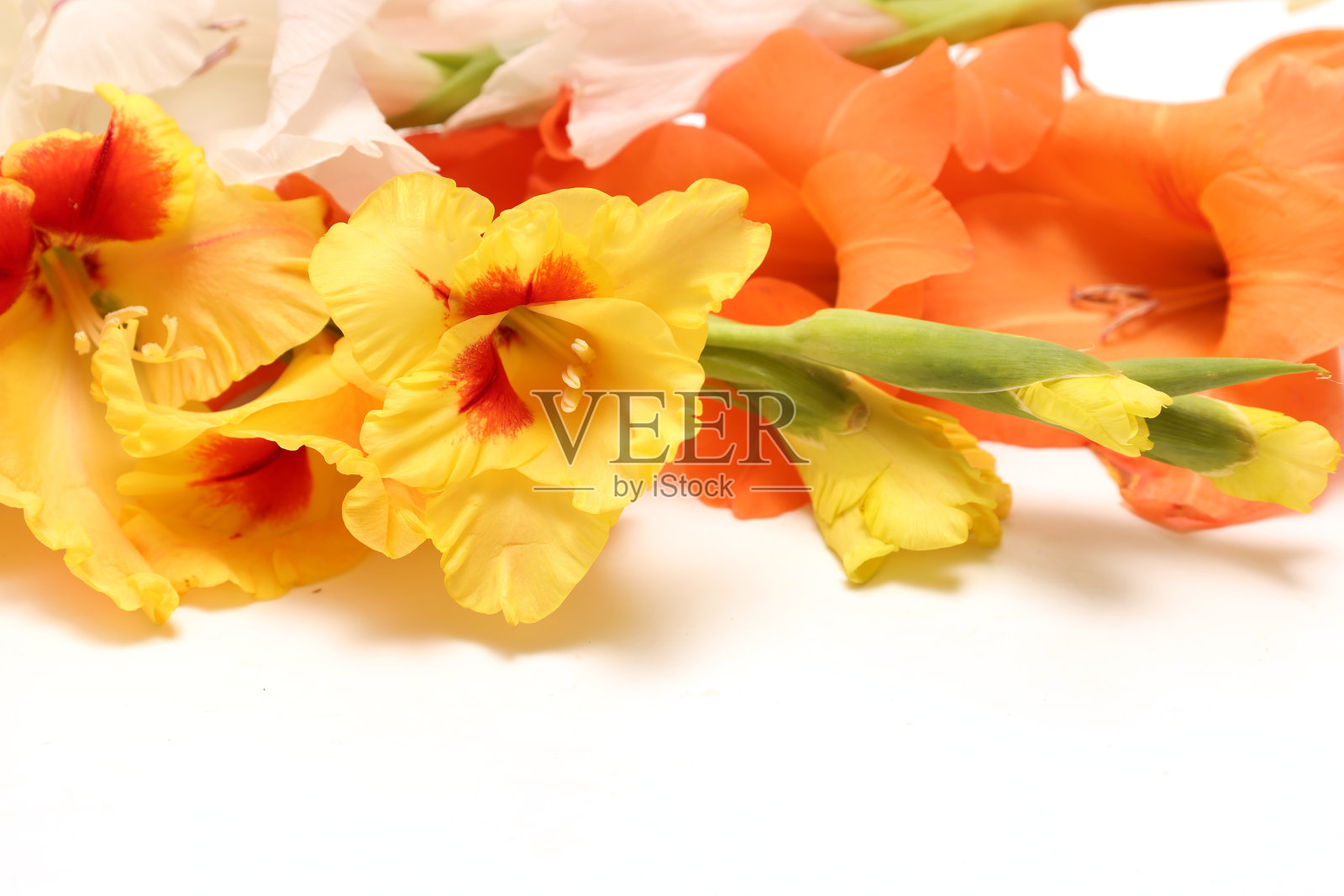 孤立在白色背景上的剑兰。照片摄影图片