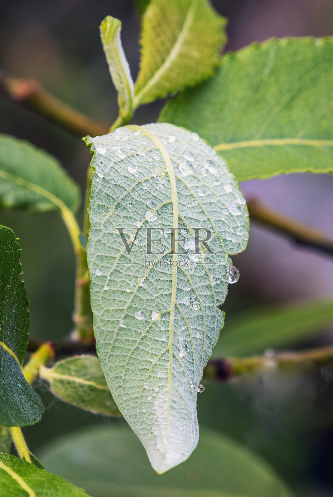 柳叶与夏雨贴近照片摄影图片