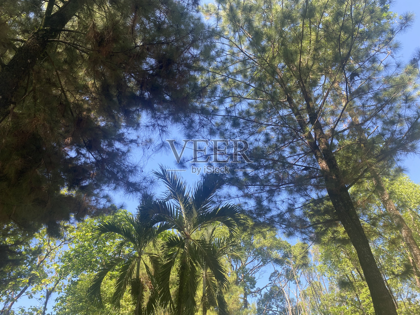 森林自然背景环境绿色景观树木户外木材夏季。照片摄影图片