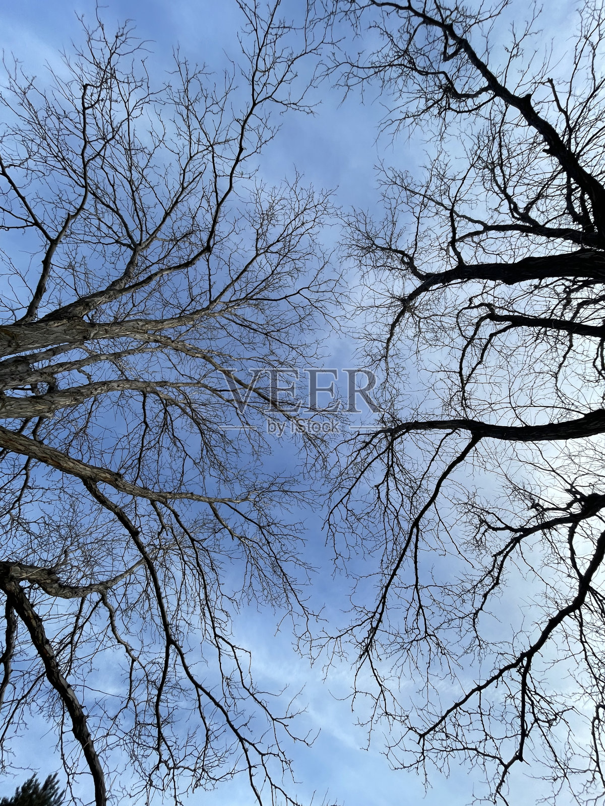 两棵树互相伸向对方照片摄影图片