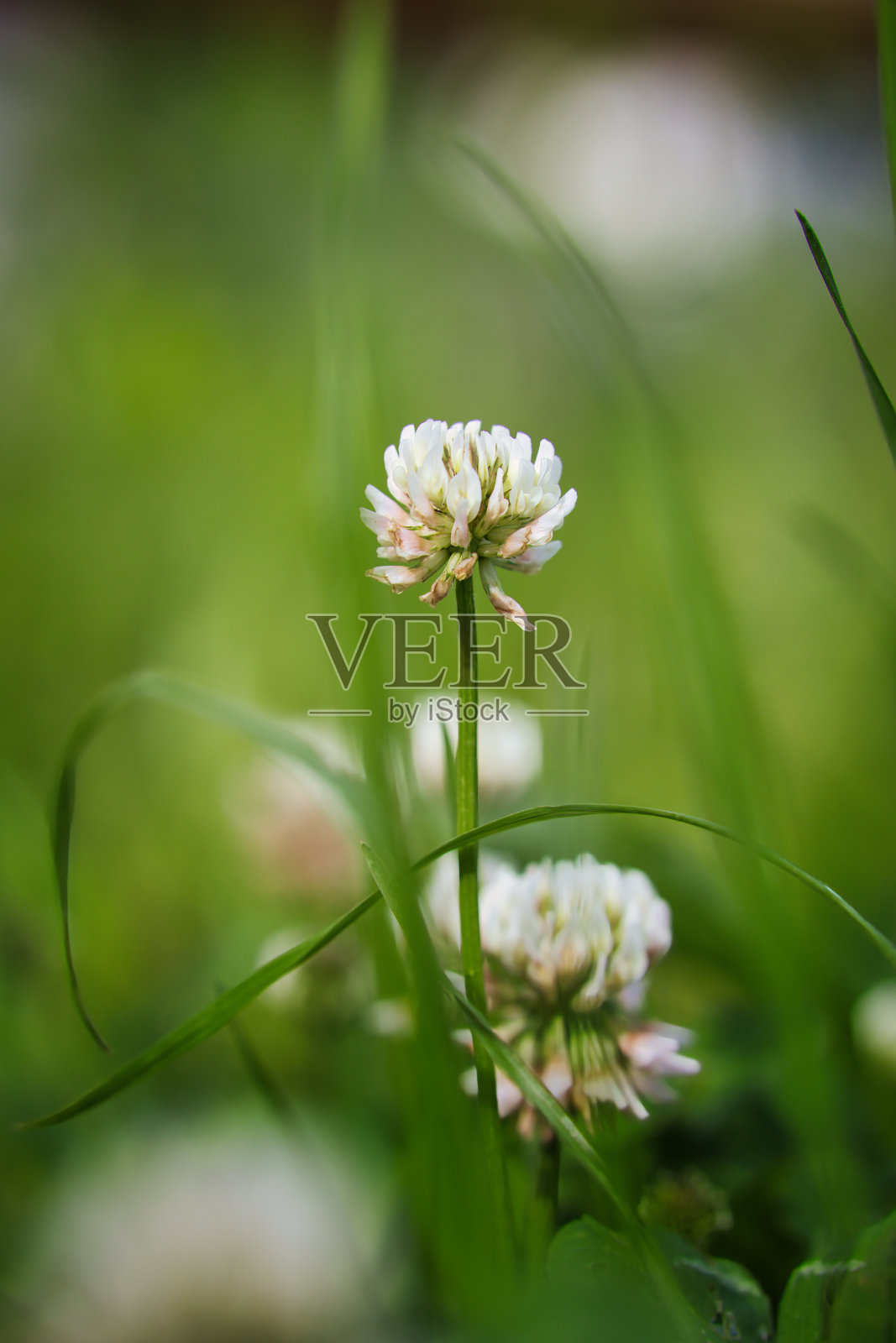 可爱的白色三叶草特写照片摄影图片