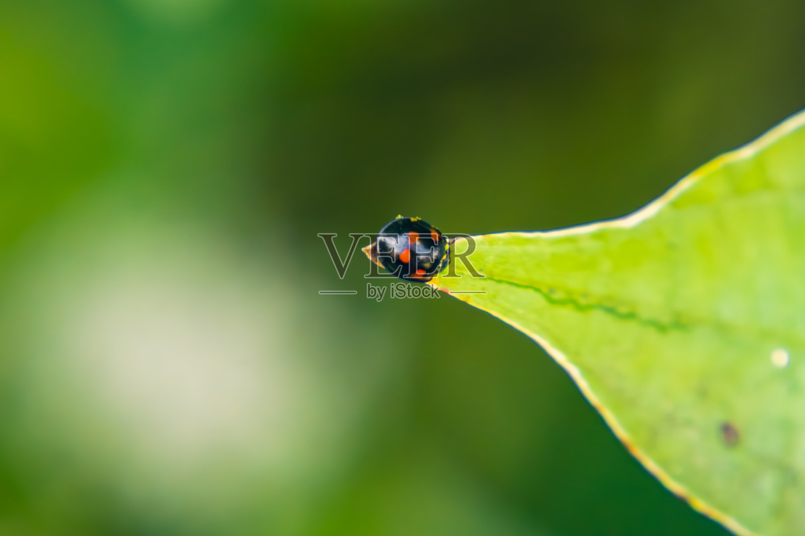黑色的瓢虫，上面有红点，坐在树叶上。照片摄影图片