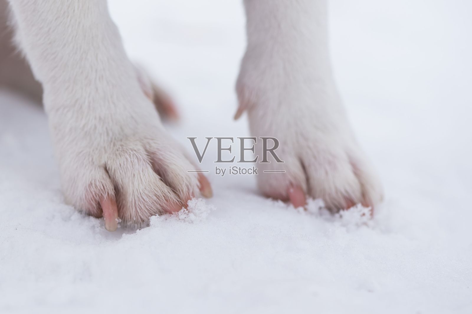 狗爪在雪地上的特写。照片摄影图片