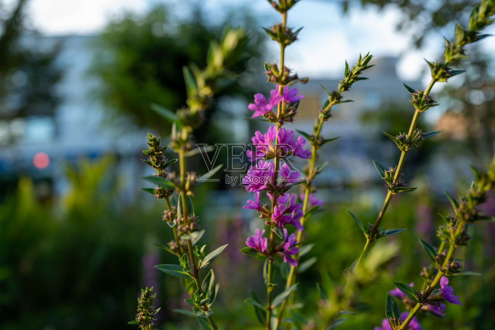 紫色在夕阳下摇曳照片摄影图片