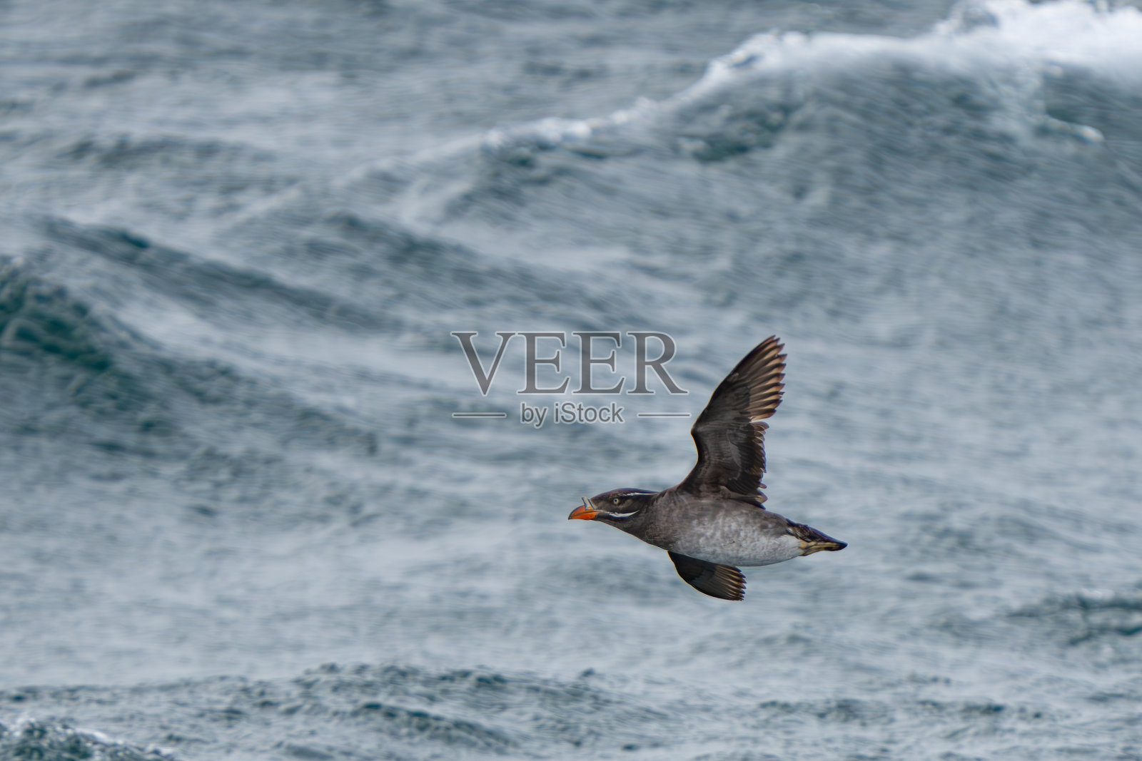 在波涛汹涌的海面上飞行的犀牛小海雀照片摄影图片