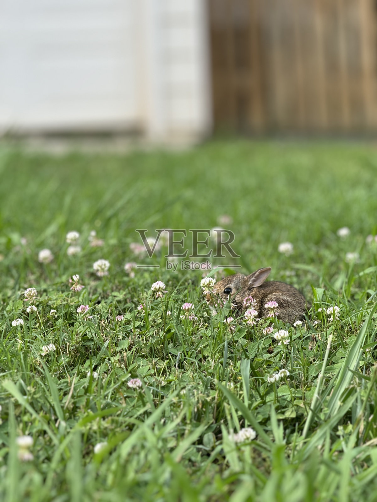 小兔宝宝照片摄影图片