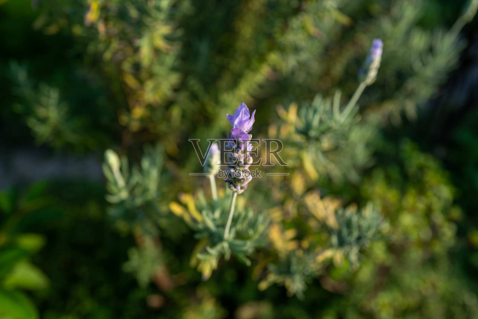 夕阳下的熏衣草照片摄影图片