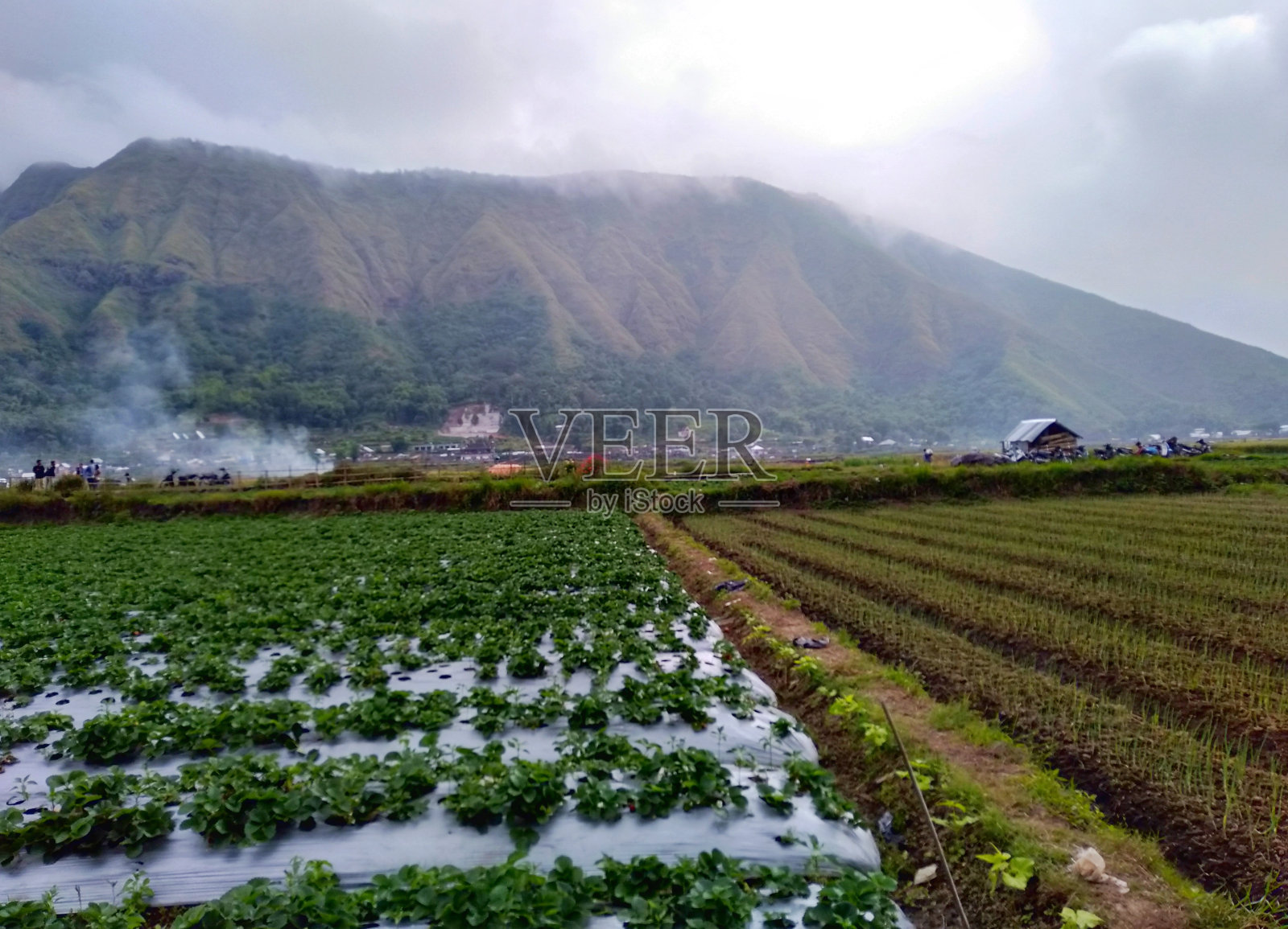 印尼龙目岛，Sembalun村，美丽的农田和被雾覆盖的山景照片摄影图片