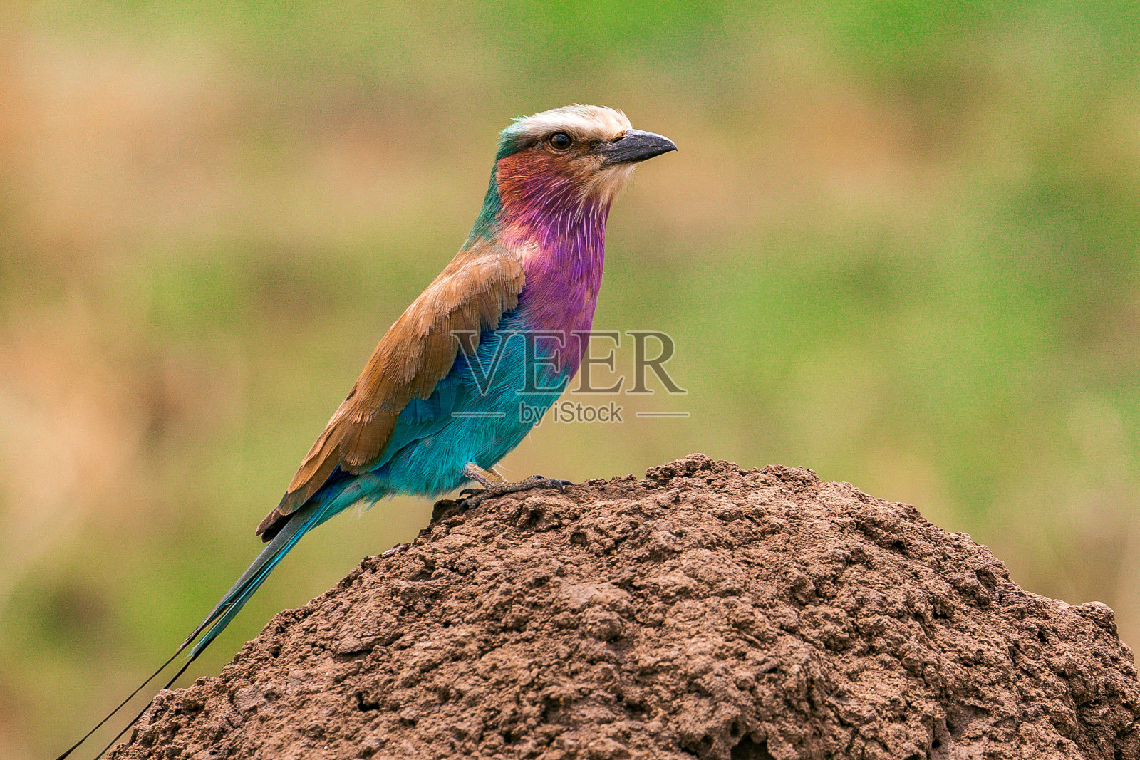 丁香胸滚筒鸟照片摄影图片