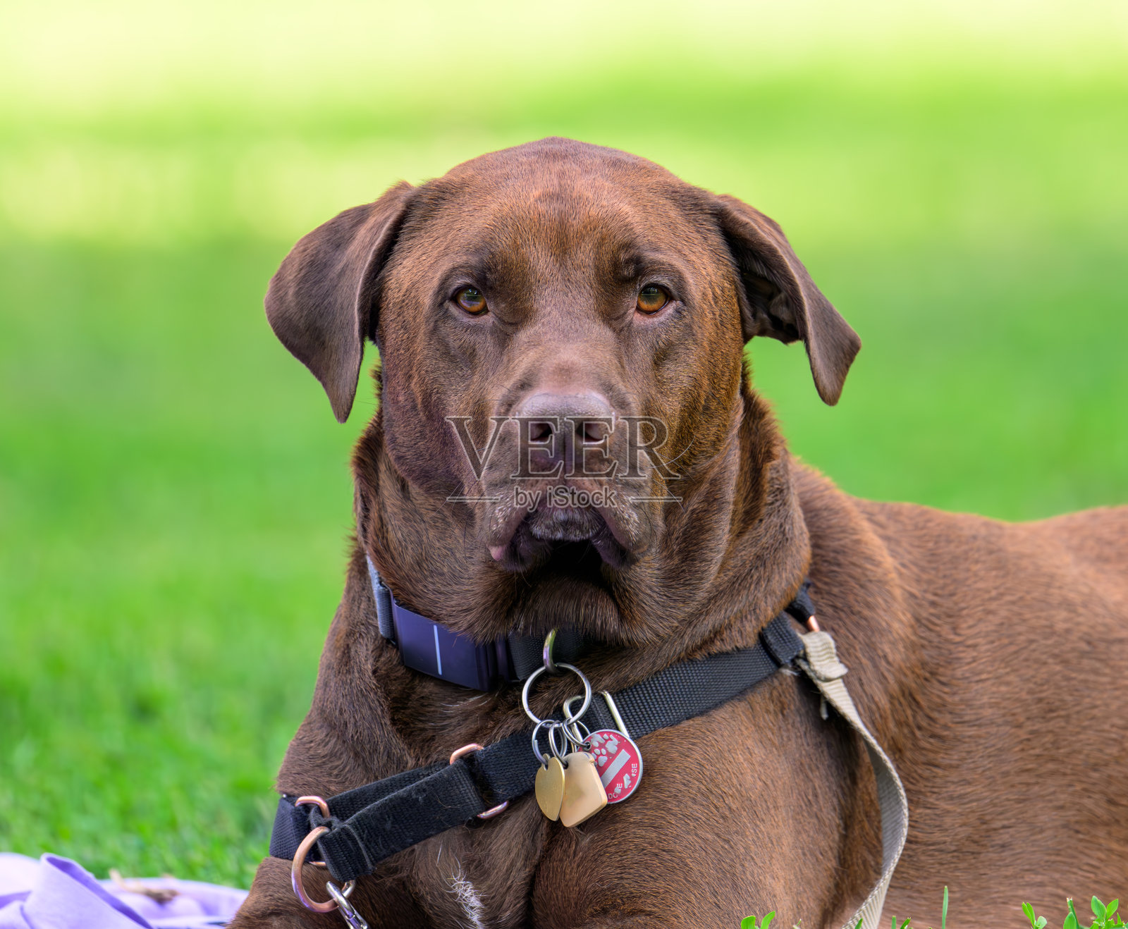 大型巧克力拉布拉多犬/比特犬杂交犬在夏天的草地公园里看着相机