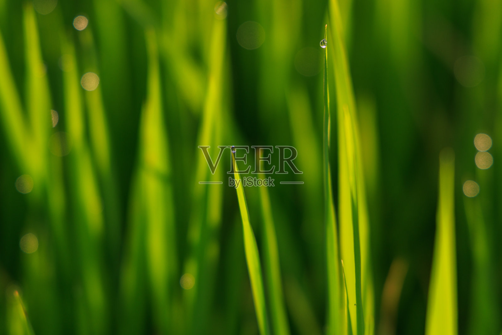 草是绿色的，上面有露珠照片摄影图片